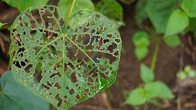 hunting for nature photos in the morning. green leaves full of holes eaten by caterpillars
