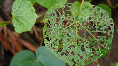 hunting for nature photos in the morning. green leaves full of holes eaten by caterpillars