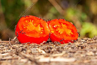 relations with ant and aphid, ant feeding food to aphid,