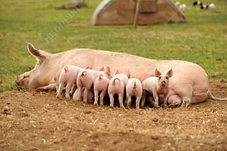 Piglets feeding from sow