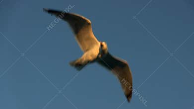 Seagull flight against blue sky