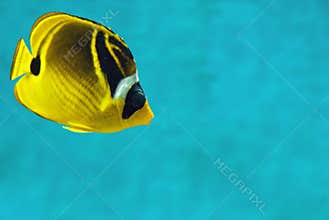 Tropical Fish