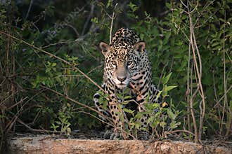 Jaguar, Panthera onca
