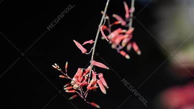 Aloe vera flower isolated
