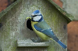 Blue Tit (Cyanistes caeruleus)