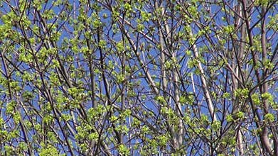 Spring maple blossom buds background