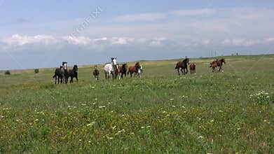 Herd and steppe
