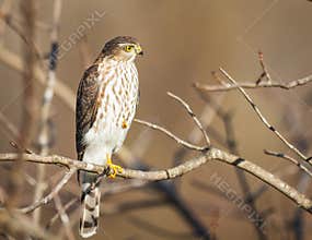 Sharp-Shinned Hawk Sitting In A Tree