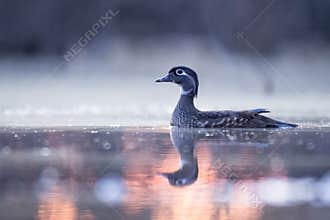Female Wood Duck Swimming In Early Morning Predawn Light
