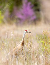 A Large Sandhill Crane Hiding In Brown Vegetation