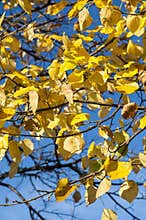 Fall
