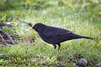 Common garden blackbird