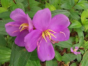 the wild melastoma malabathricum affine flowery weed plant.