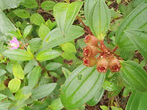 the wild melastoma malabathricum affine flowery weed plant.