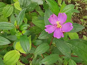 the wild melastoma malabathricum affine flowery weed plant.