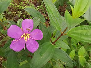 the wild melastoma malabathricum affine flowery weed plant.