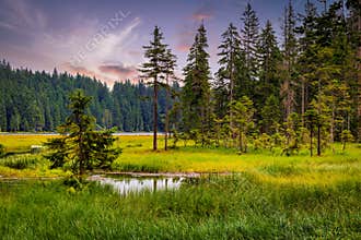 Big Arbersee in the Bavarian Forest National Park