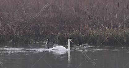 Mute swan (Cygnus olor)