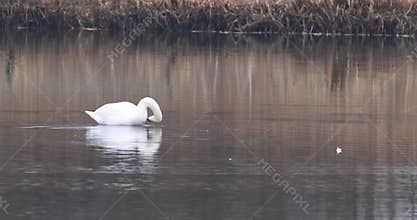 Mute swan (Cygnus olor)