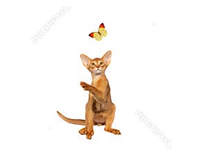 flying butterfly and cat on isolated on white background