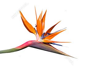 Bird of Paradise Flower