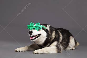 Siberian Husky Studio Portrait with Green Clover Glasses