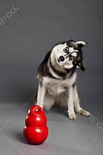 Siberian Husky Studio Portrait Shaking Head with Toy