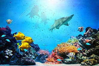 Underwater scene. Coral reef, fish groups