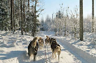 Winter Husky Dog Sledding