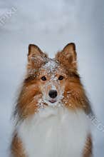 Funny Sheltie posing after games in the snow.