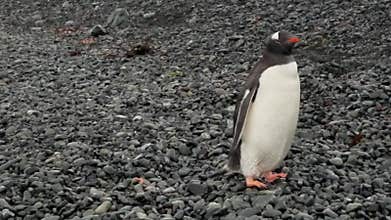 Antarctica Gentoo Penguin, Nature, Wildlife, Birds