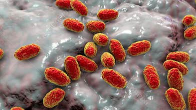 Whooping cough bacteria Bordetella pertussis, 3D animation