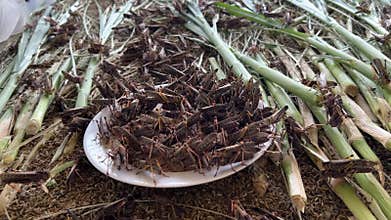 Grasshopper Patanga , Bombay locust farm.