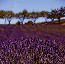 Lavender fields