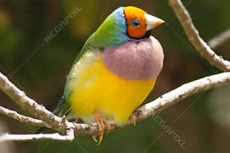Gouldian Finch