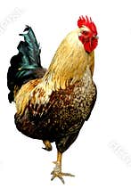 Rooster in Colors
