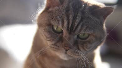 Close-up of the face of an old fluffy cat with big green eyes