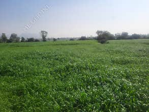Agricultural farm land in Rajasthan, India