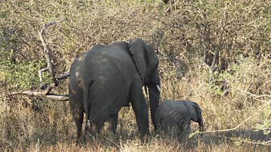A baby elephant feeding from mother elephant and then wandering off