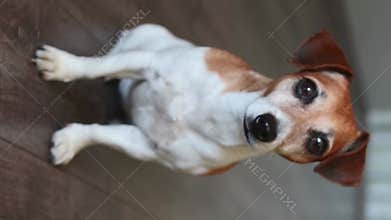 Adorable dog Jack Russell terrier looking at camera