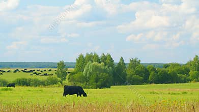 Cows On A Field. Amazing Aerial Scenery Of Herd Of Cows Pasturing On Green Meadow.