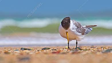 Greater crested tern (Thalasseus bergii) medium sized bird, animal sitting on the sandy beach