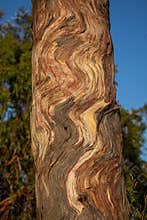 Abstract bark pattern on a peeling Eucalyptus tree trunk
