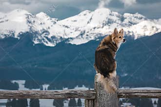Furry mixed breed dog perched on a fence watches the snowy landscape attentively.
