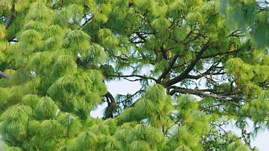 Tropical Eastern White Pine Trees. Pinus Wallichiana. Pinus Armandii Franch. Still.