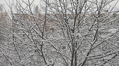 Tracking shot of beautiful winter view from apartment window of snow-covered trees after snowfall, bird looking for food