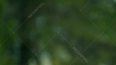 Green Foliage Bokeh Background. Blur Raining With Beautiful Green White Soft Bokeh. Real time.