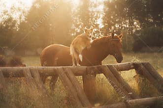 Red border collie dog and horse