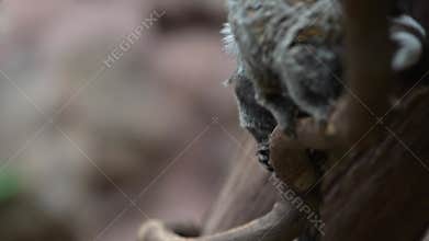 Two Common Marmoset on tree branch in South America jungle