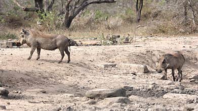 Warthogs looking for water and mud in the dry season